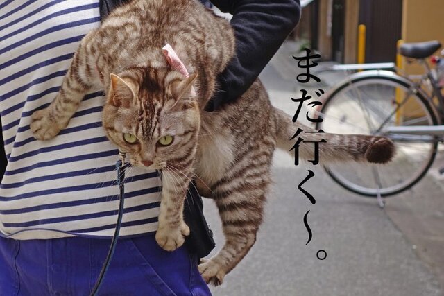 DSC06056mc.jpg