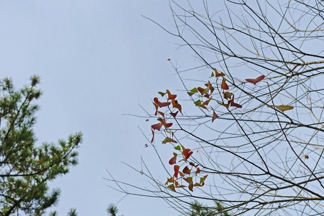 DSC06174m.jpg