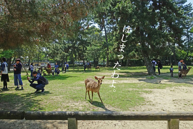 DSC06206mc.jpg