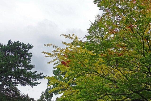 DSC06284m.jpg