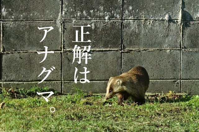 DSC06427mc.jpg
