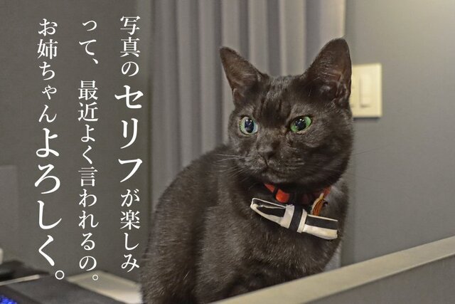 DSC06530mc.jpg