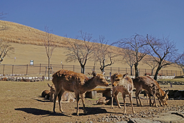 DSC06605m.JPG