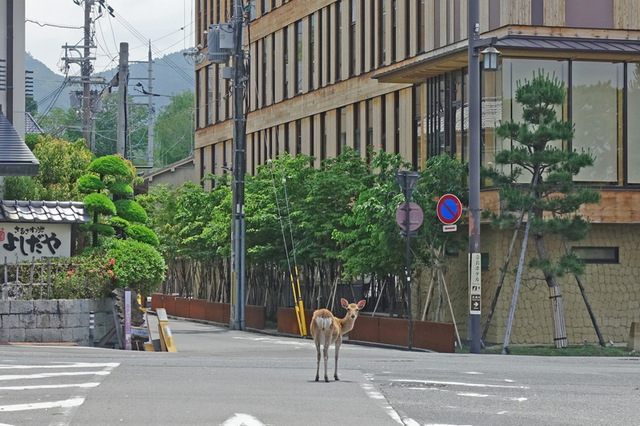 DSC06799m.jpg