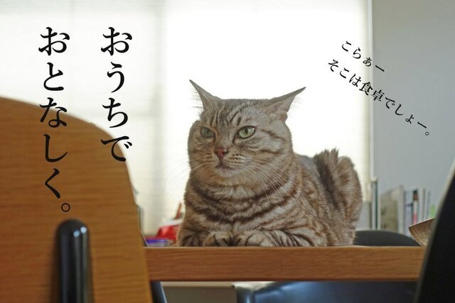 DSC07337mc.jpg
