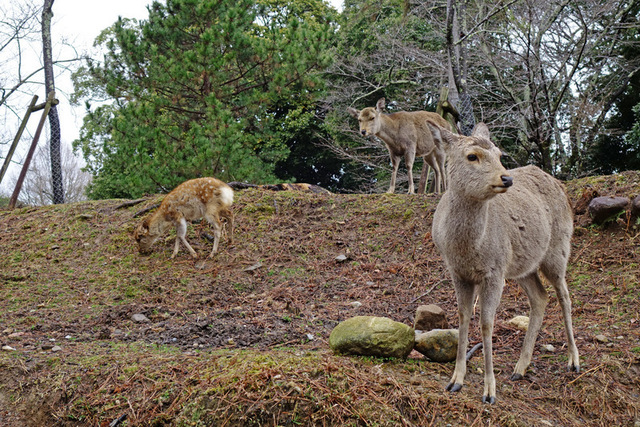 DSC07488m.JPG