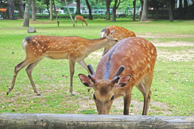DSC07740m.jpg