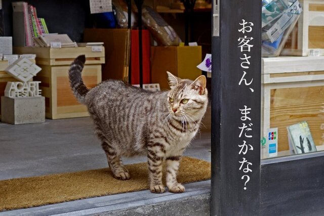 DSC08235mc.jpg