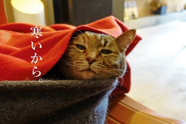 DSC08271mc.jpg