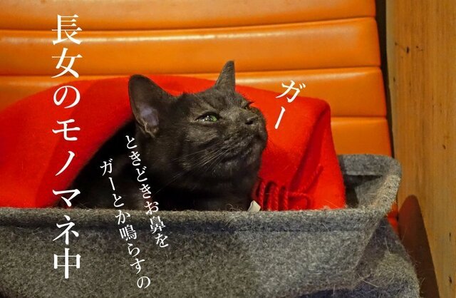 DSC08627mc.JPG