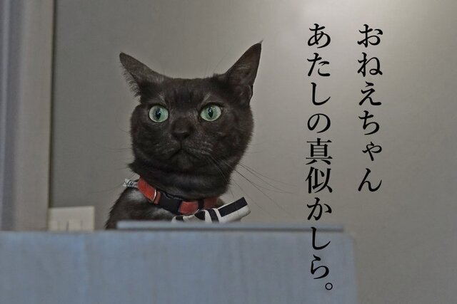 DSC08765mc.jpg