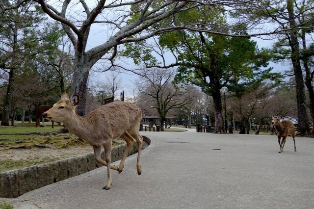 DSC08786.JPG