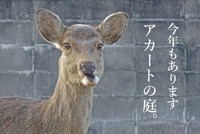 DSC09501mc.jpg